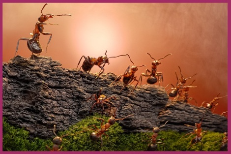 le monde des fourmis